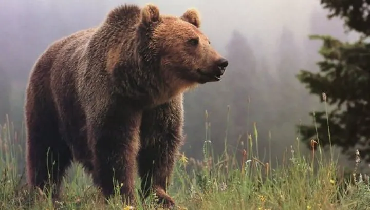 A salvat un pui de urs rămas orfan. După 6 ani, animalul i-a făcut ceva incredibil!