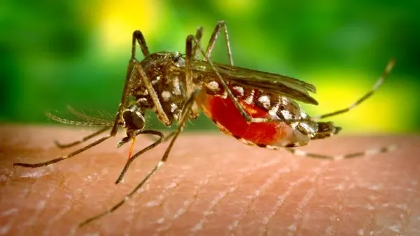 Un bărbat contaminat cu virusul West Nile a murit 