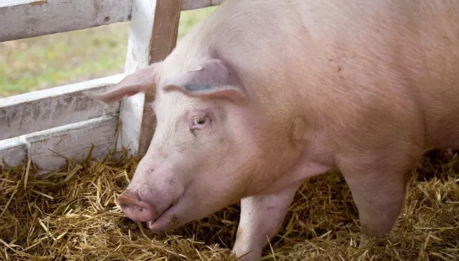 Cum arată un porc bolnav de pestă porcină africană