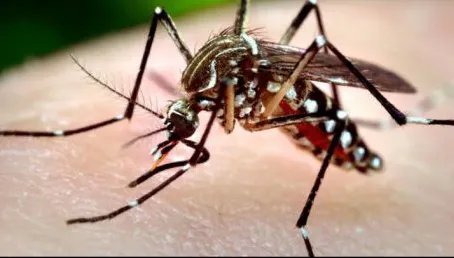 Alertă în Caraș-Severin. A fost confirmat virusul West Nile