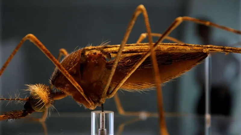 Descoperire revoluţionară: oamenii de ştiinţă au reuşit să elimine ţânţari care transmit malaria