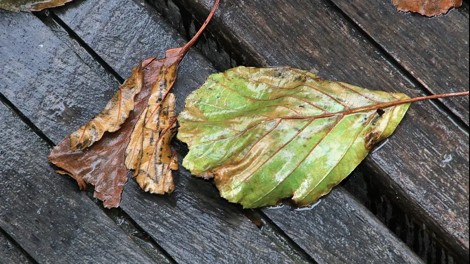 Vreme de toamnă la început de weekend. Prognoza meteo pentru joi, vineri și sâmbătă