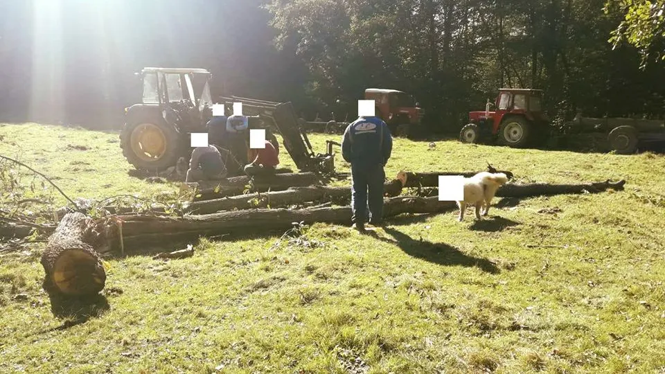 VIRAL. Jandarmii din Sălaj au anonimizat un câine prins la furat de lemne