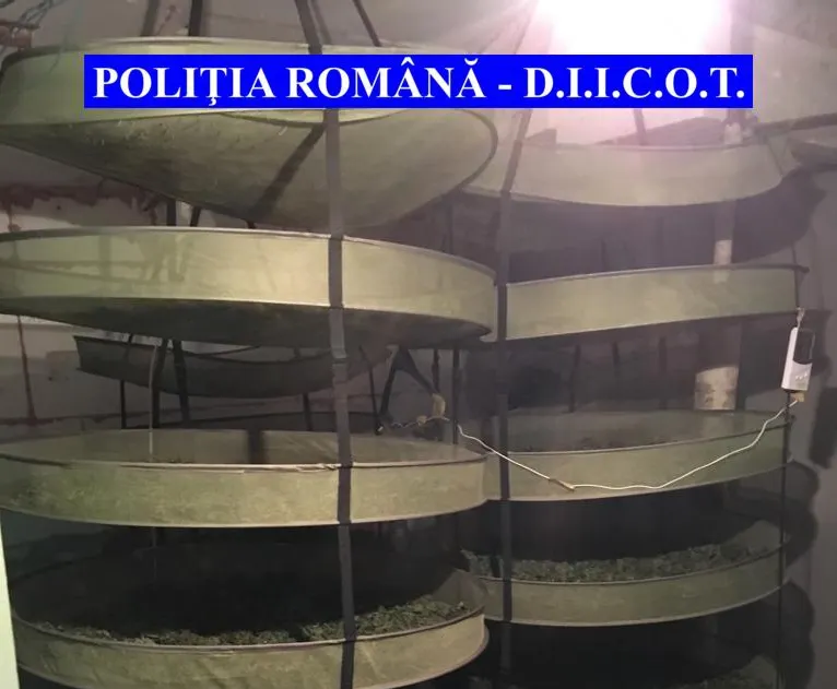 DIICOT a dat lovitura, droguri de peste 200.000 de euro, confiscate la Arad