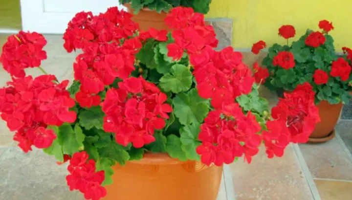 Vrei să ai MUŞCATE de invidiat în balcon? Urmează aceste sfaturi simple şi IEFTINE