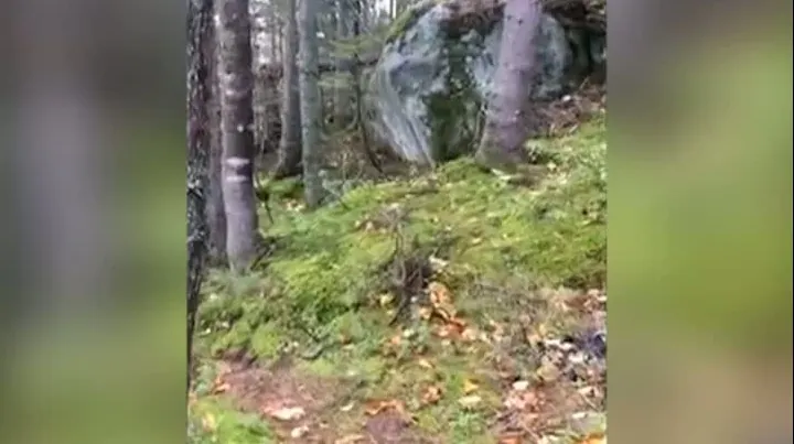 Fenomen incredibil într-o pădure: Pământul respiră! Imagini ireale