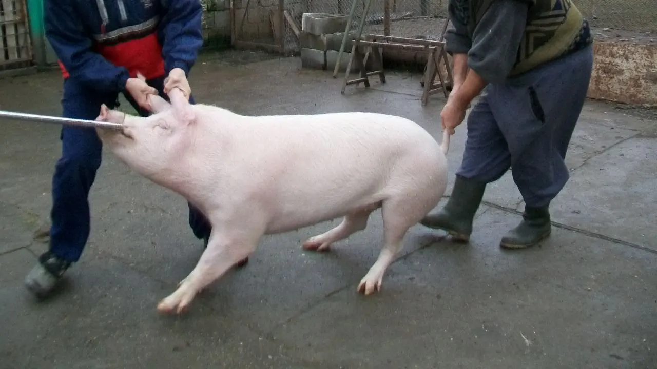 Primul caz de pestă porcină confirmat în Vrancea