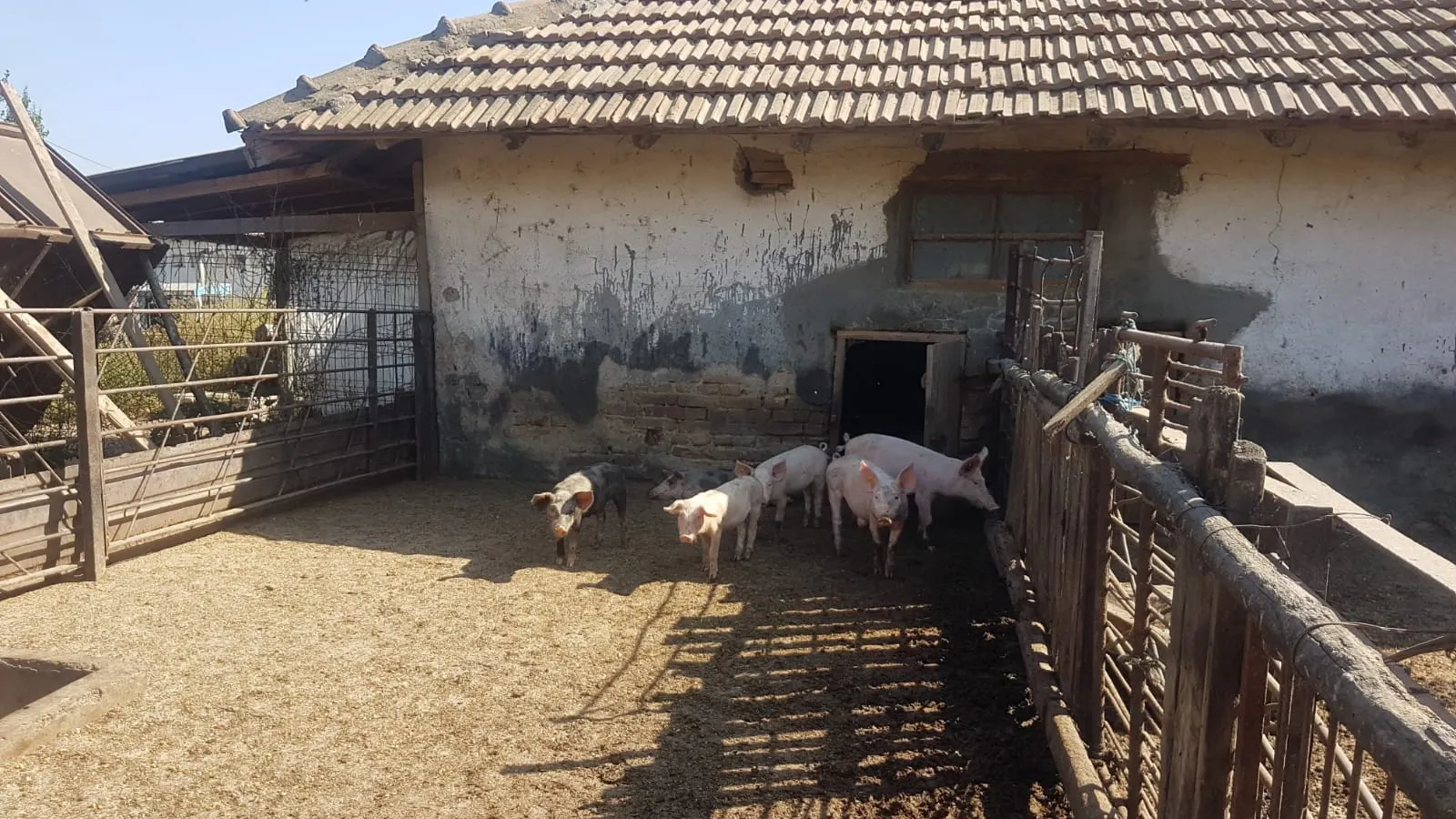 Pesta porcină // Situație dramatică în Constanța