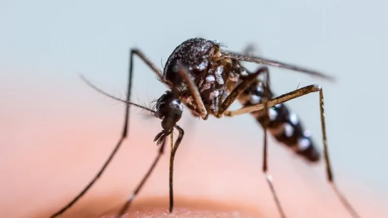 ALERTĂ în România. Virusul West Nile face noi victime: 36 decese, noi cazuri de infecţie