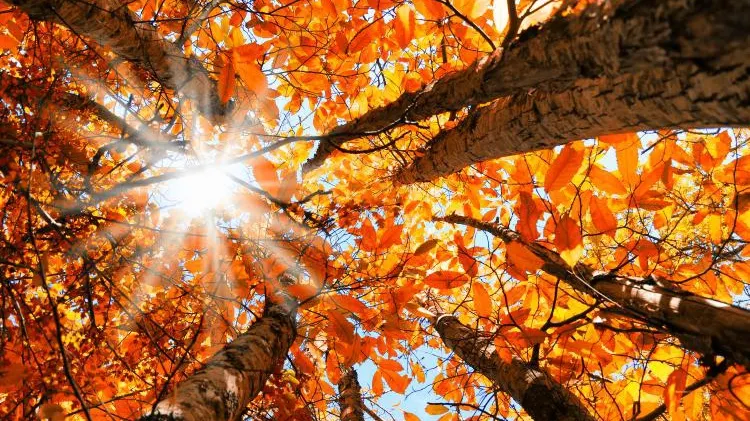 METEO. Ce ne aşteaptă în următoarele săptămâni. Când vine frigul 