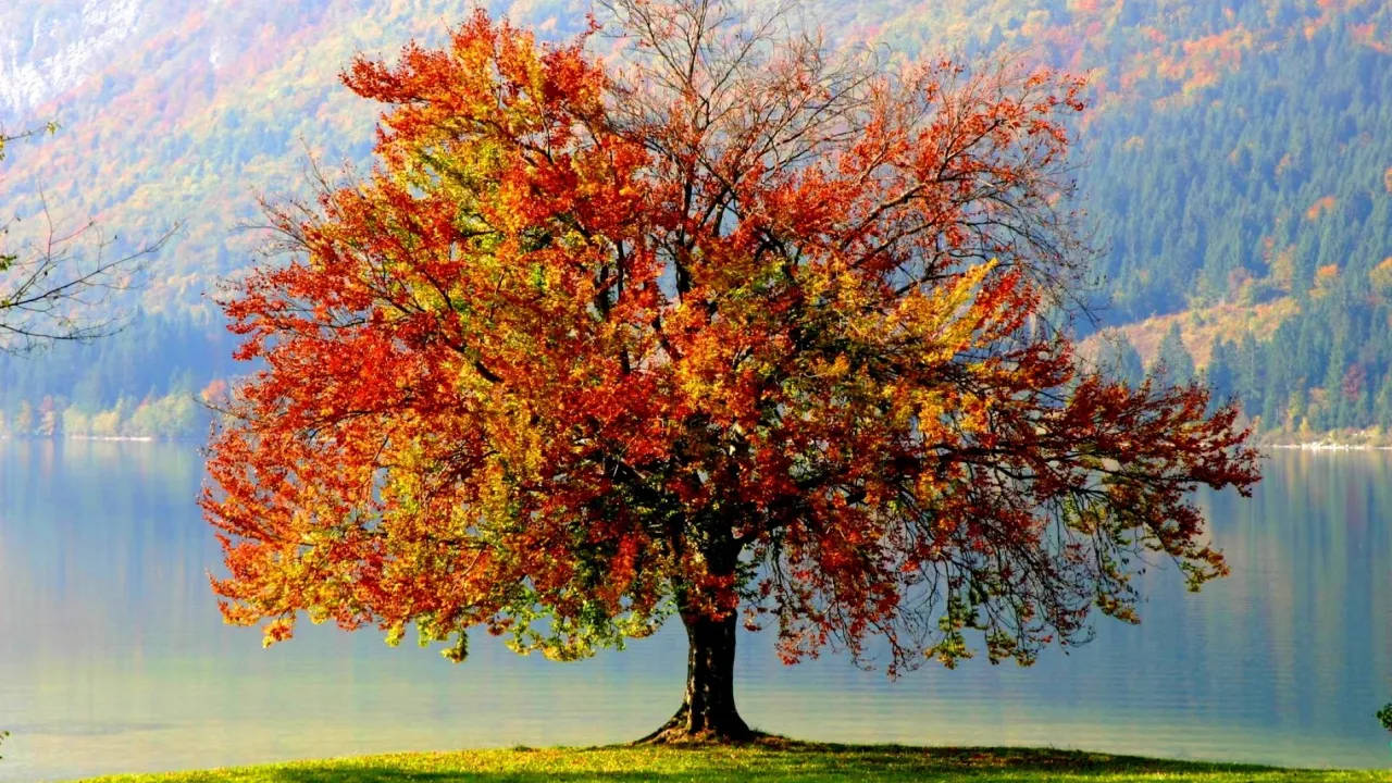 Prognoza meteo. Anunţ de ultimă oră: Cum va fi vremea în următoarele zile?