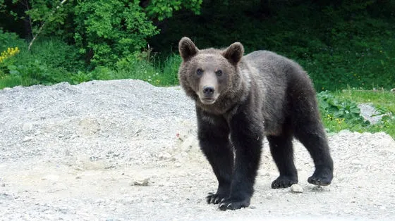 România. Încă un urs a fost omorât. Cum s-a întâmplat aşa ceva