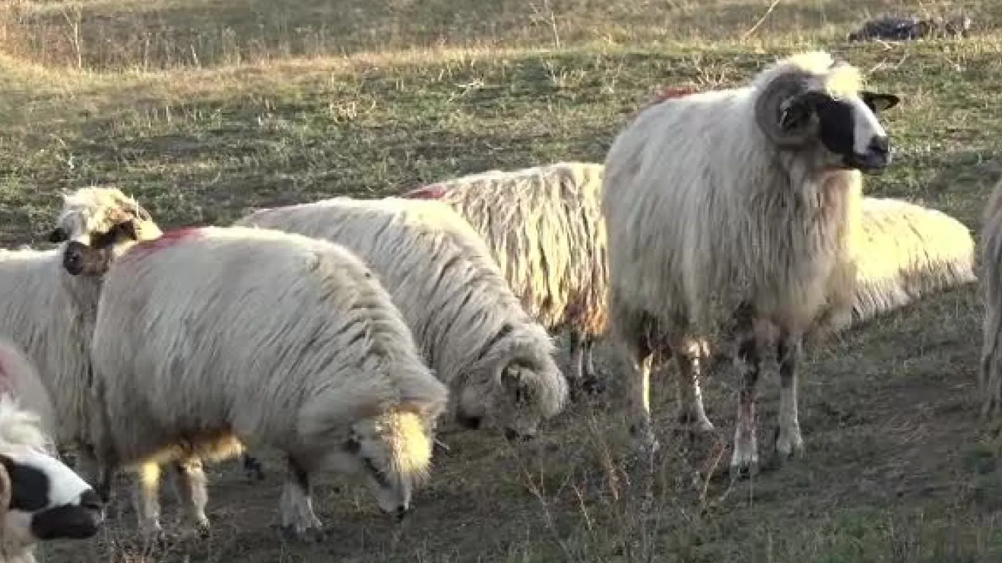 După pestă, vine "boala oii nebune": Cinci focare, descoperite în județul Sibiu