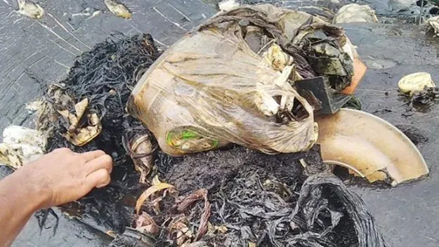 Imagini cutremurătoare! Un cașalot a murit, după ce a înghițit 6 kilograme de plastic
