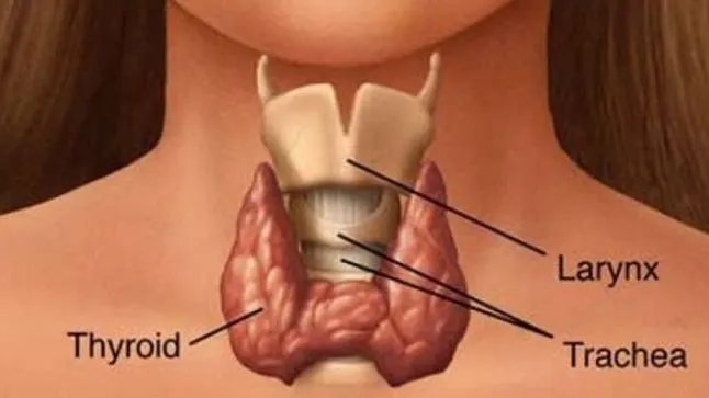 Ce rol au glandele endocrine
