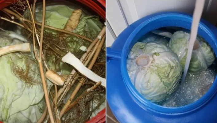 Ai pus varză la murat? Iată cum se pritoceşte corect, pentru a se mura mai bine