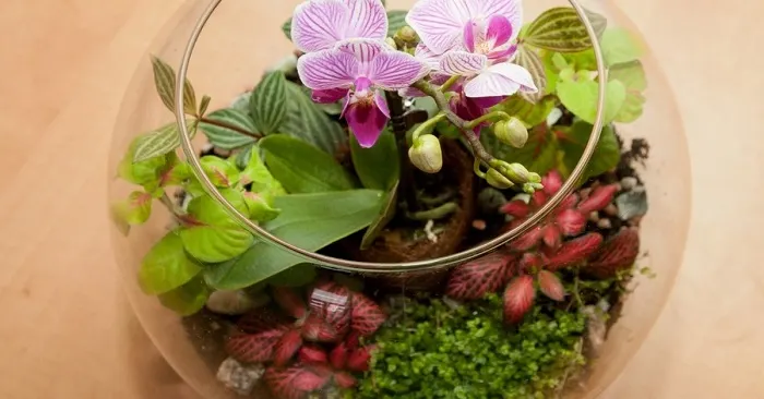 Cea mai bună metodă de plantare a orhideelor în casă. Rezultatul este spectaculos