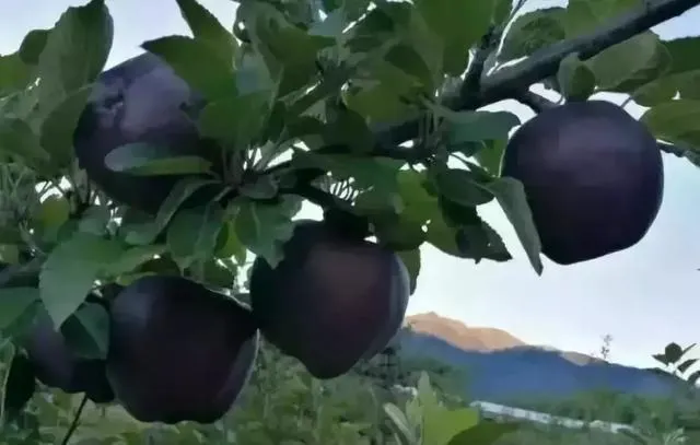 Merele ”negre de diamant” sunt reale și se vând la prețuri uluitoare. De ce nu le găsiți
