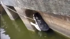 Pompierii tulceni au slavat un caţel din apele unui lac (VIDEO)