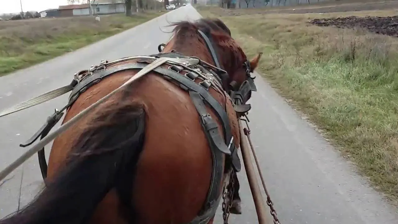 IMAGINI ŞOCANTE. Un bărbat din Olt a omorât cu cruzime un cal, pentru că nu mai putea să care