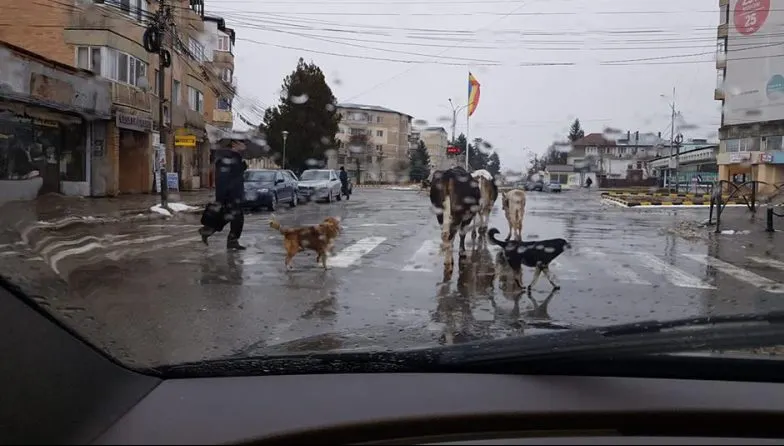 Test pentru şoferii din Moreni: cine are prioritate, câinii de pe trecere sau vacile din trafic?