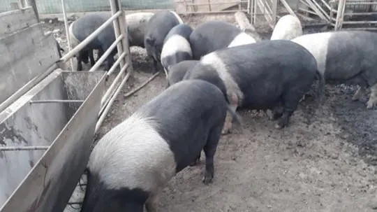 Ce a pățit un bărbat din Olt care a ascuns 10 porci bolnavi de pestă porcină africană?