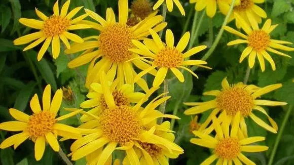 Arnica, o plantă minune pentru organism