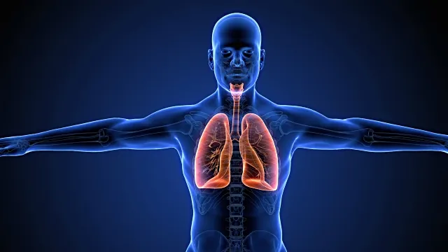 A fost descoperit un nou organ în corpul uman
