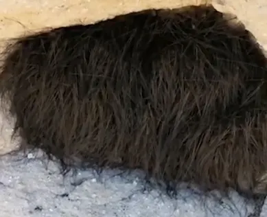 Credea că e un animal, dar, când l-a atins, s-a dezlănțuit COȘMARUL! Ce era, de fapt, acolo