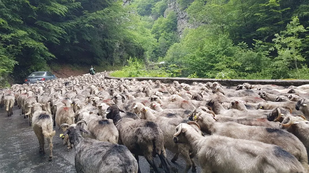 Boala "oii nebune" a lovit în Argeş, peste 200 de animale vor fi sacrificate