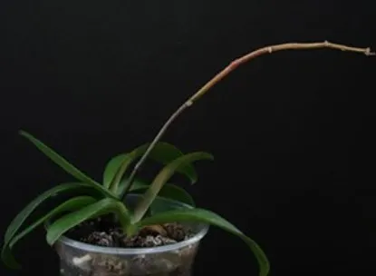 Ce trebuie să faci cu tija de la orhidee după ce au căzut toate florile: o tai sau o păstrezi?