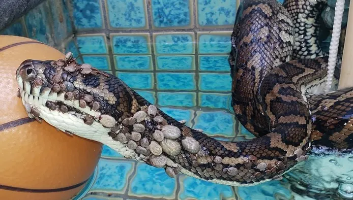 FURIA naturii. Ce a pățit acest PITON sufocat de sute de căpușe a șocat