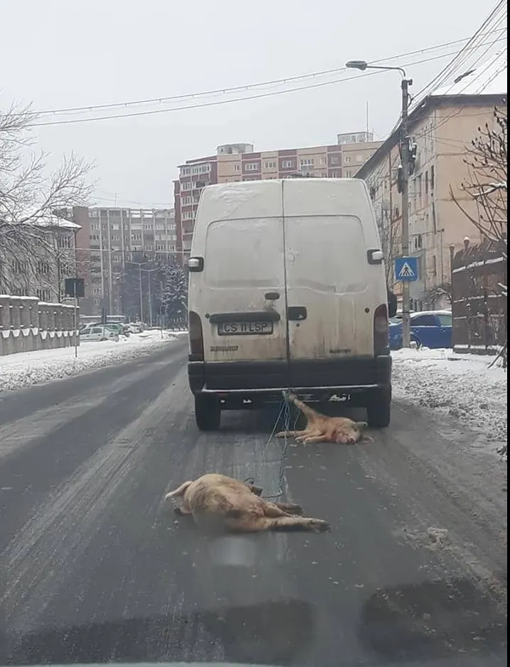 Gest scandalos în Reșița! Porci morți trași după microbuz - Imagini șocante