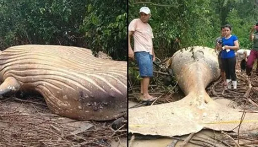 Descoperire terifiantă, în jungla amazoniană. Balenă uriașă moartă, mister total! Cum a ajuns acolo?