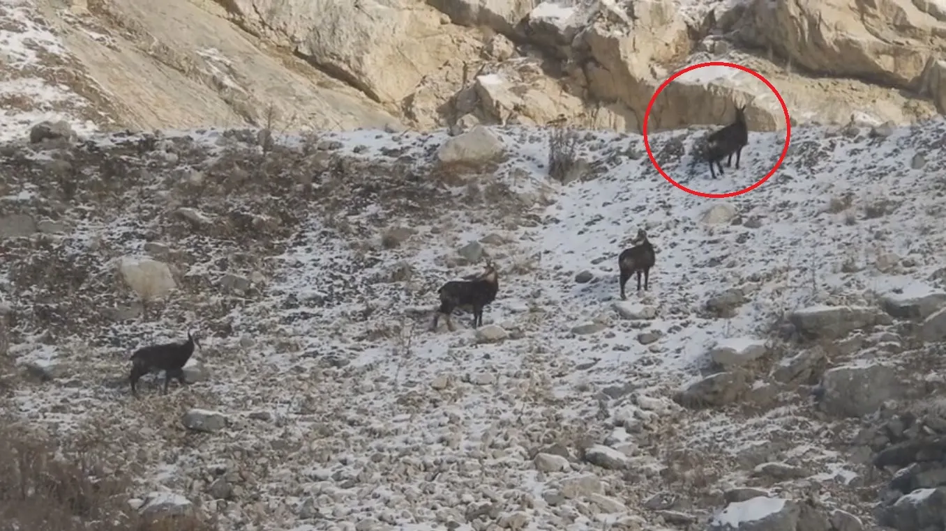 O scenă fantastică filmată în Munții Bucegi face furori pe Facebook - VIDEO