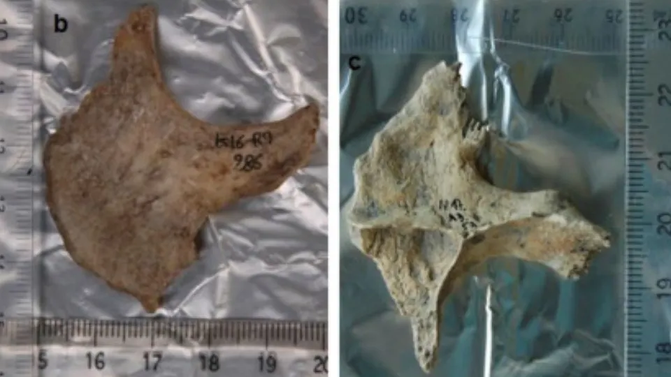 Descoperire macabră a arheologilor: celţii foloseau capete umane drept trofee
