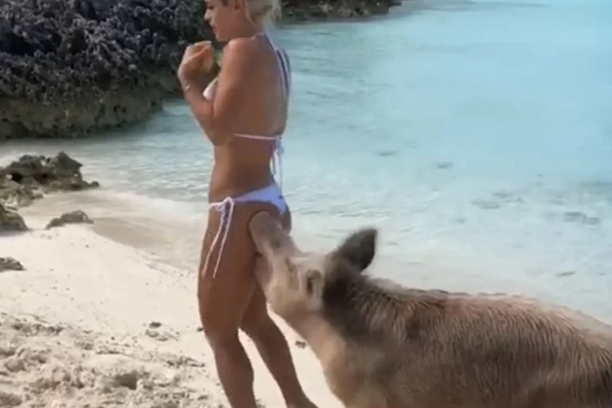 Momentul bizar în care modelul Michelle Lewin e mușcată de un porc pe o plajă în Bahamas