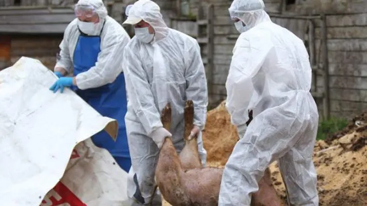 Suspiciune de pestă porcină într-o comună din Dolj