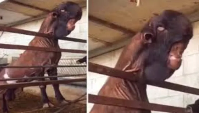 Animalul înfiorător care a scăpat pe internet. Ce secret oribil ascunde creatura