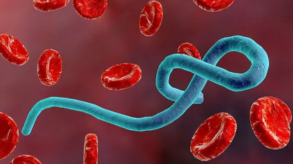Descoperire importantă! Ebola ar putea fi prevenită sau chiar eradicată 