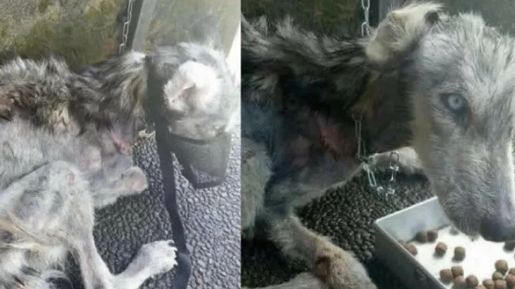 A găsit animalul aproape mort, pe stradă. Când i-a văzut ochii, l-a şi luat acasă. Ce era creatura