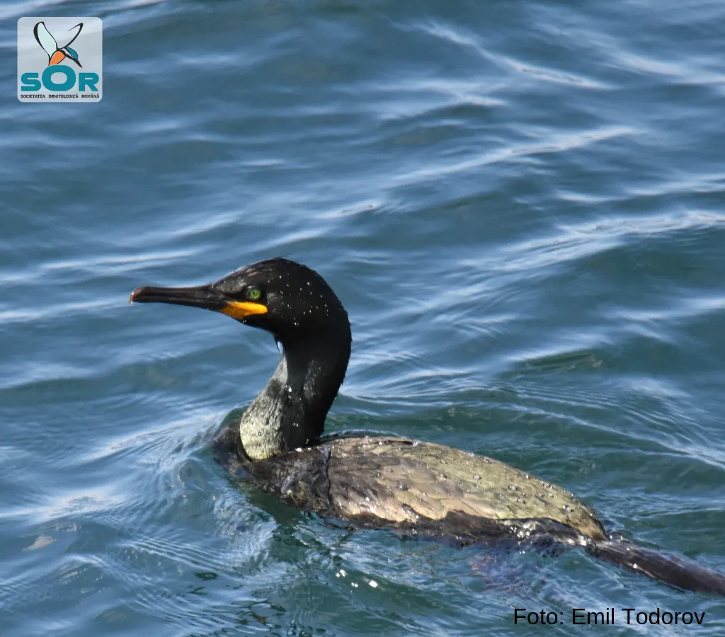 O nouă specie de cormoran a ajuns în România și îl sfidează pe Petre Daea la Constanța