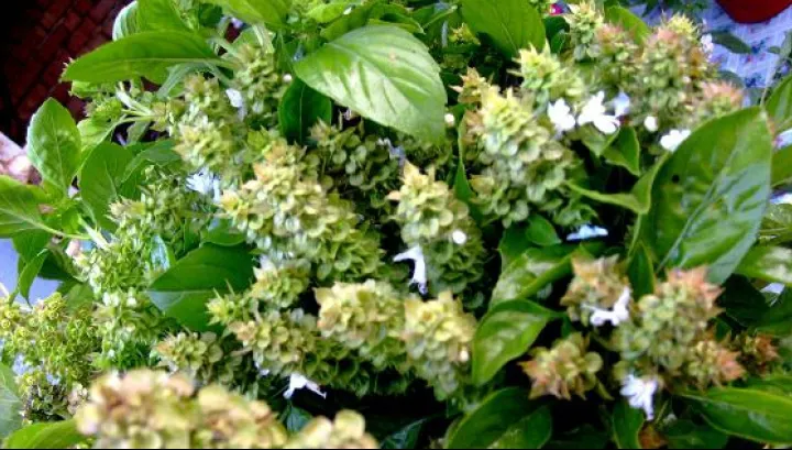 Busuiocul, planta magică a bunicilor. Vindecă numeroase boli