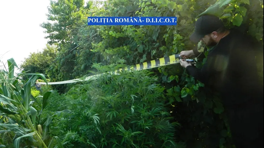 A pus cannabis la bunica, dar nu i-a reuşit diversiunea