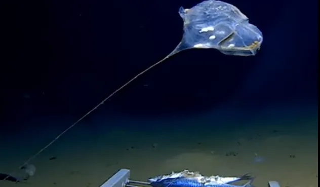 Creatura descoperită în ocean "nu seamănă cu nimic văzut până acum"