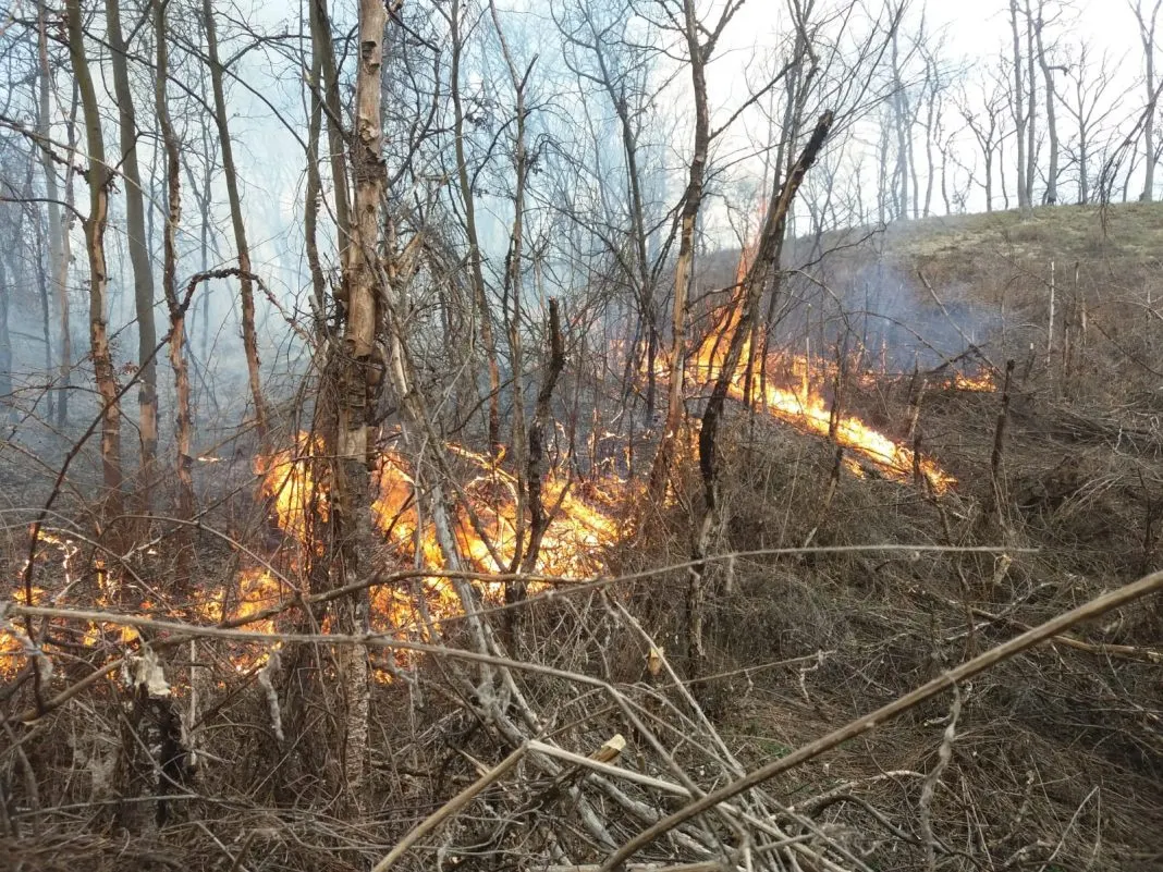 Incendiu puternic de vegetație în Sibiu. Arde pădurea din Mălâncrav