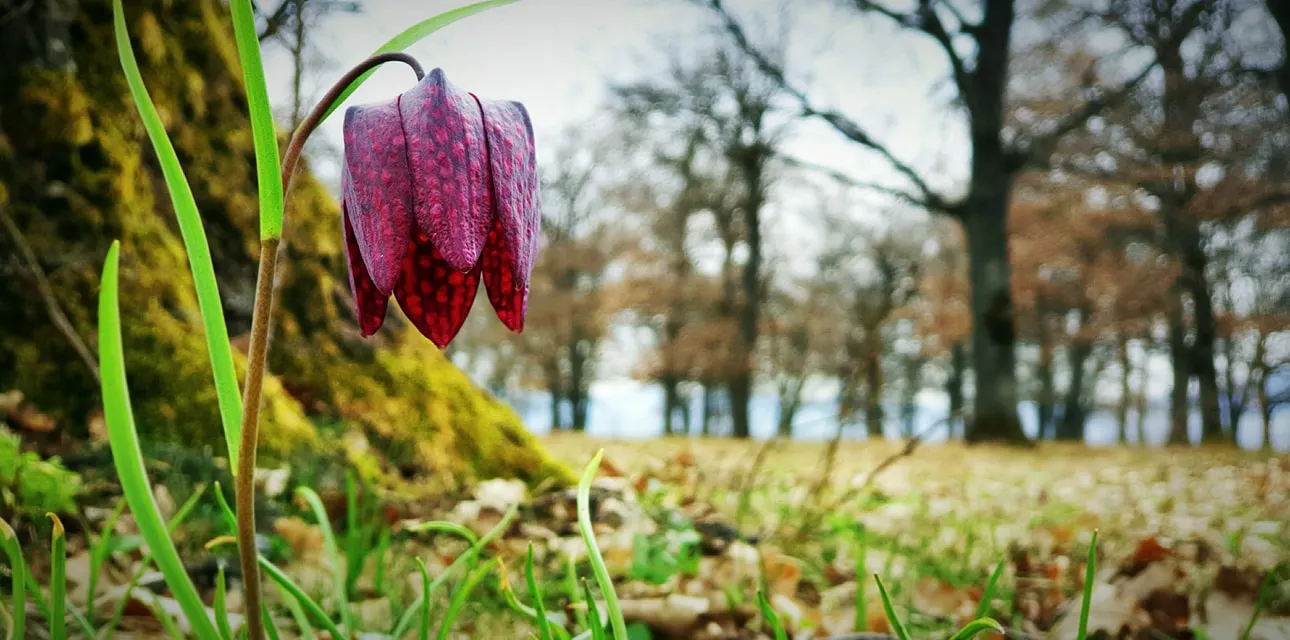 Aparație impresionantă într-o pădure din Bistrița. Din păcate, are o viață extrem de scurtă. FOTO