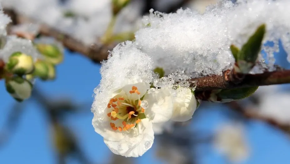 Vremea extremelor. România, lovită de un val de frig: brumă și vânt puternic