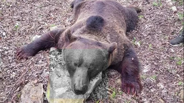 Imagini revoltătoare! Cadavrul unui urs împușcat, batjocorit în feluri halucinante