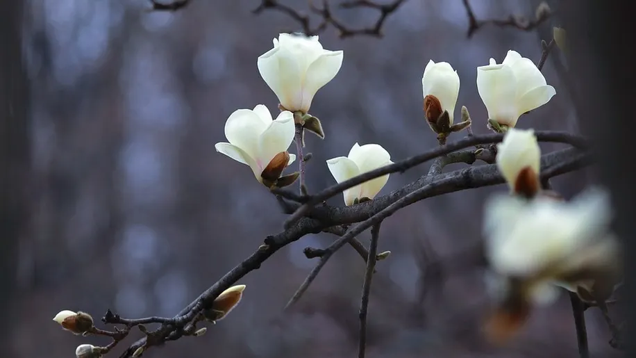 Mai multe specii de pomi fructiferi au înflorit a doua oară în acest an